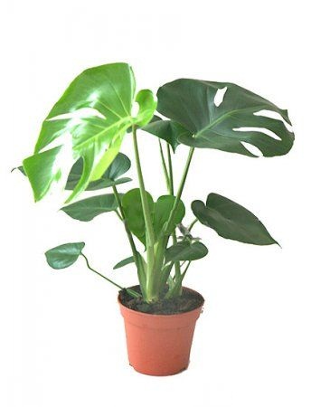 Монстера Декалиоза d17 h65 