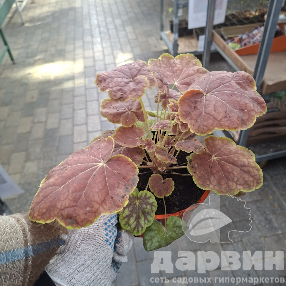 Гейхера Тирамису d15 Lav 