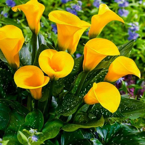 Клубень Калла Блэк Мэджик  14/16  1 шт Поиск 