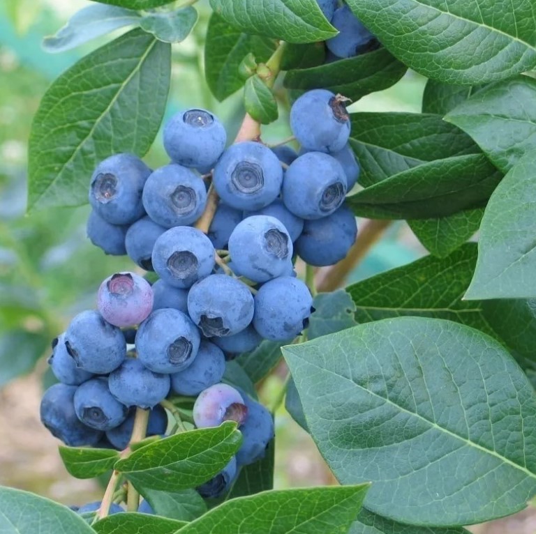 Голубика Норд ленд v2-3 Tim-FT по цене  Голубика Норд ленд v2-3 Tim-FT