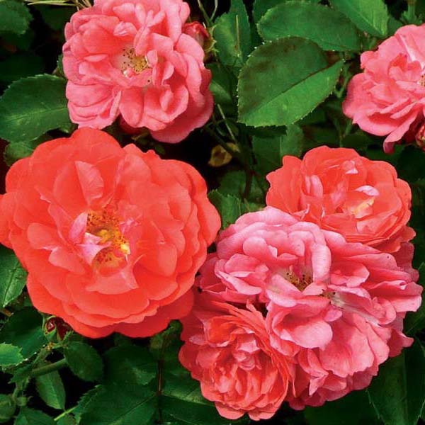 Роза корнесобственная шраб Корал Дрифт v5 Tim 