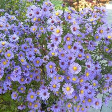 Астра Блю Берд v2 Tim 