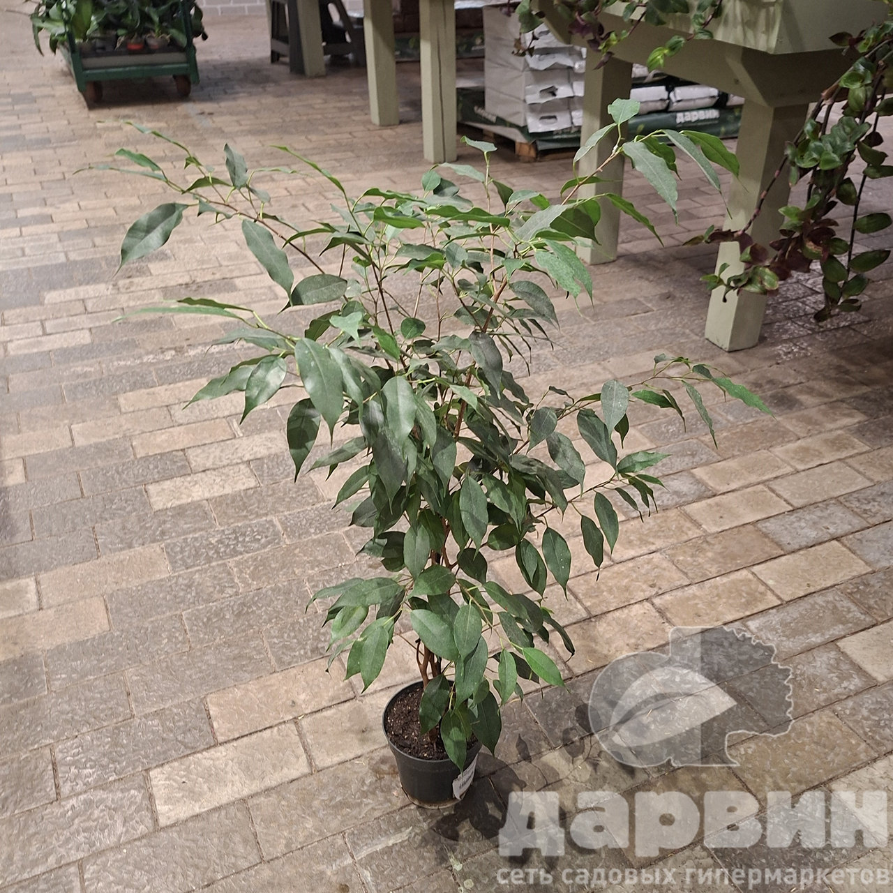 Фикус Бенджамина Даниэль d14 h55 