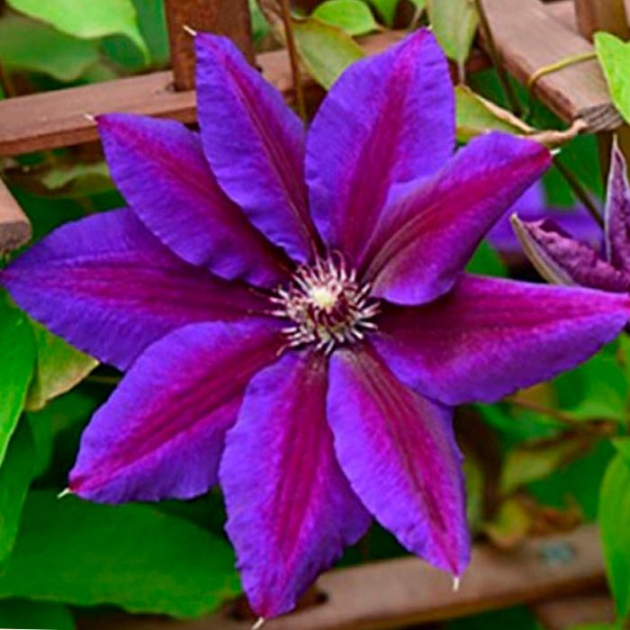 Клематис Вайлдфайер Р9 