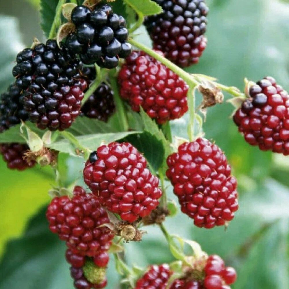 Ежемалина Бойсенберри v5 Tim 