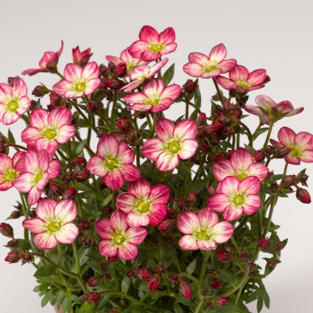 Камнеломка Алпина Эрли Пикоти d12 Lav 