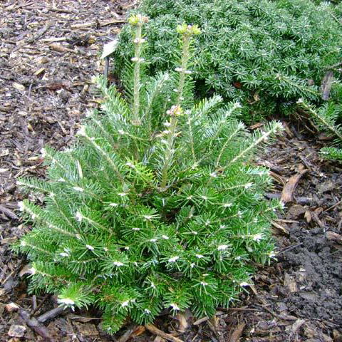 Растение пихта корейская Дискус С10/40-50 