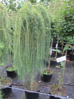 Лиственница европейская Пули v7,5 h90 штамб Tw 