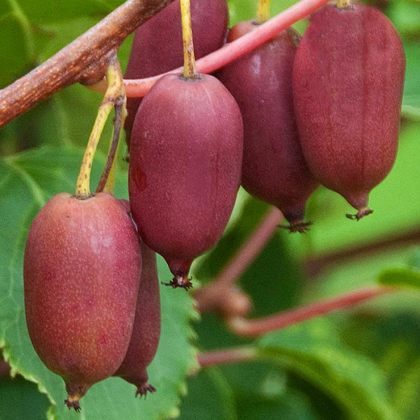 Актинидия аргута Бинго v2-3 Tim 