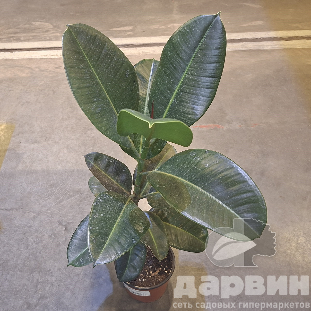 Фикус эластика Робуста д17 х40-60 Тим (5)