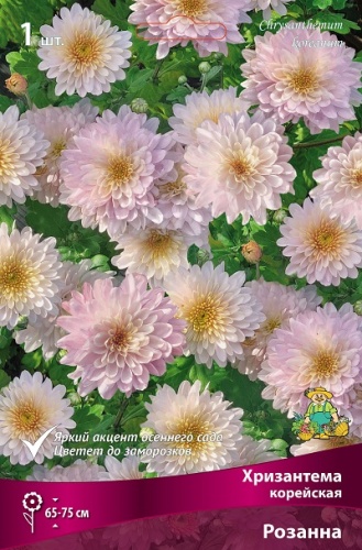 Корневище Хризантема корейская Розанна I 1шт Поиск 