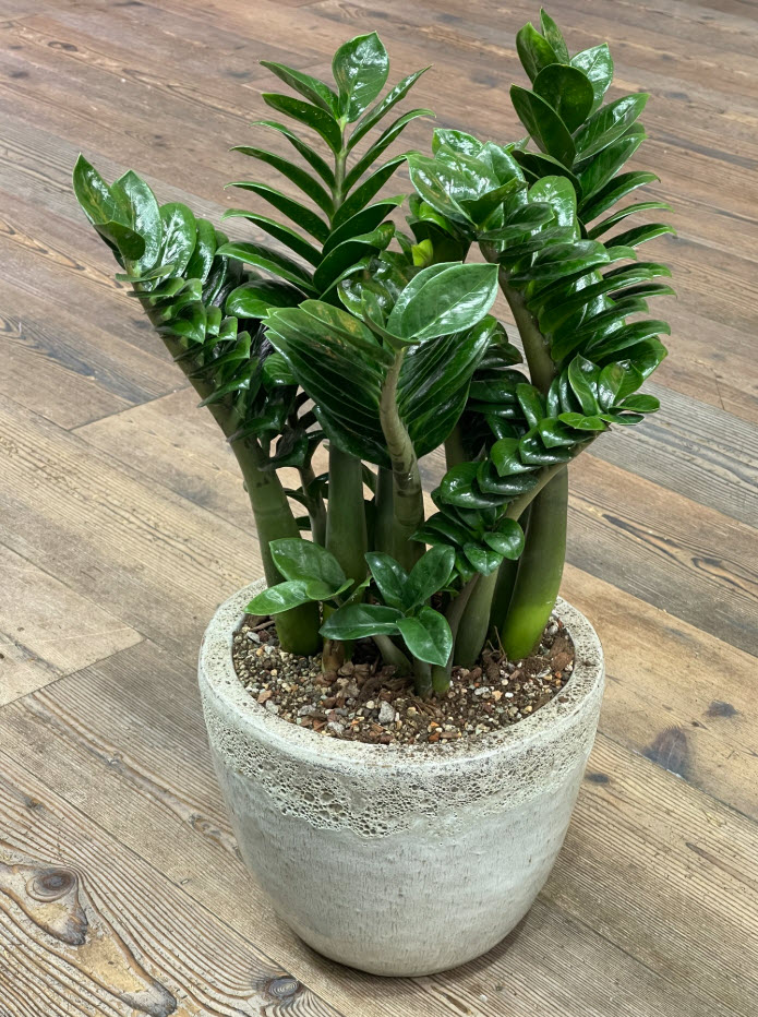 Замиокулькас Зензи  d17 h50 