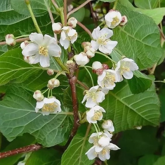 Актинидия аргута Солнечный (мужская) v2 Lav 