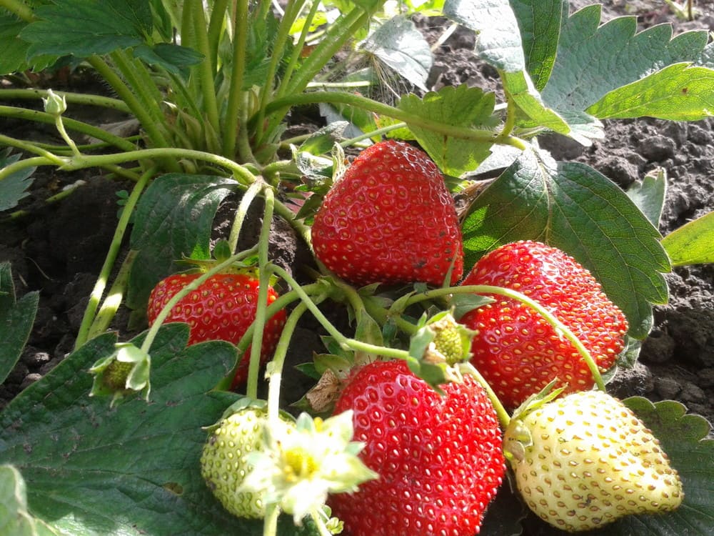 Земляника садовая ремонтантная Елизавета 2 c2 ЦО по цене  Земляника садовая ремонтантная Елизавета 2 c2 ЦО