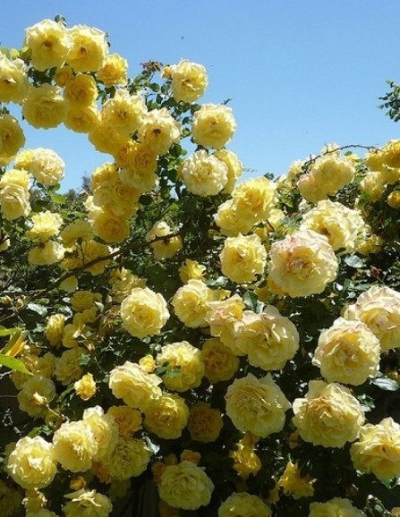 Роза плетистая Казино в коробке AV 