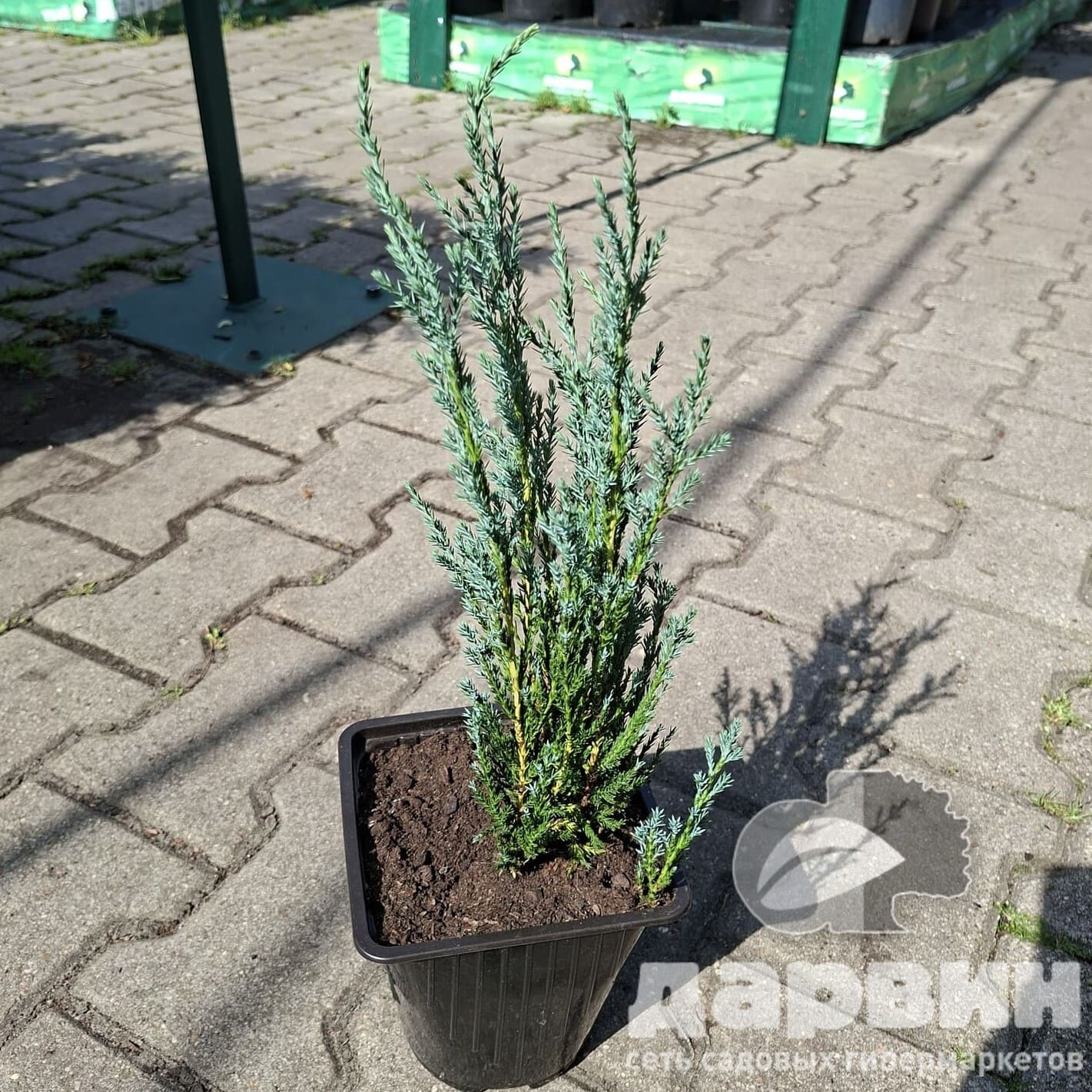 Можжевельник скальный Блю Арроу v2 Lav по цене  Можжевельник скальный Блю Арроу v2 Lav