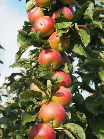 Яблоня колоновидная Поэзия v7 60-80 Tim 