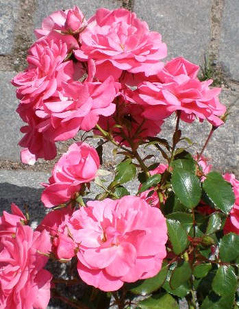 Роза флорибунда Мираж в коробке AV 