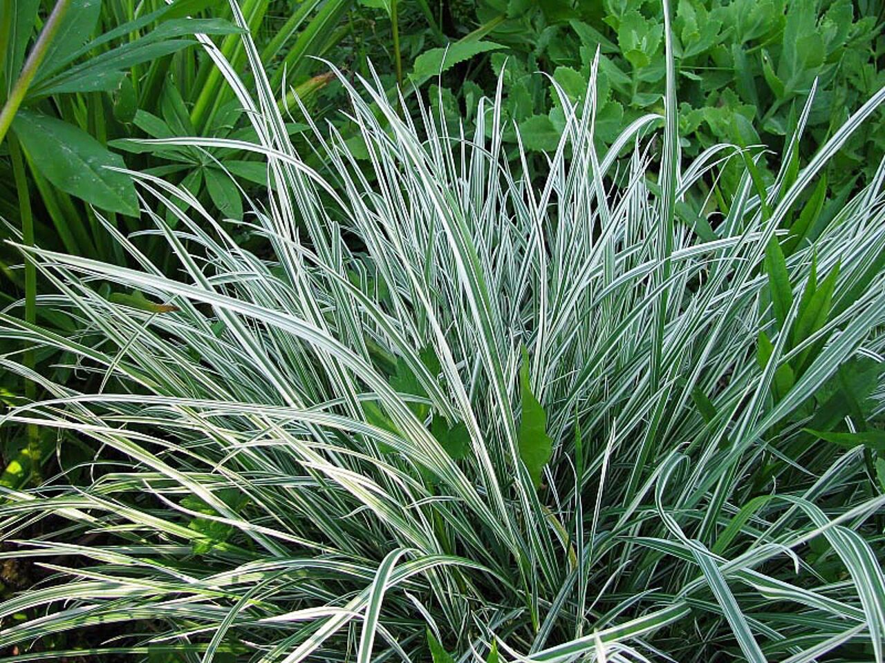 Бухарник p9 Push 