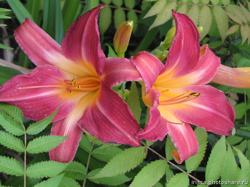 Лилейник Черри чикс, Tim 