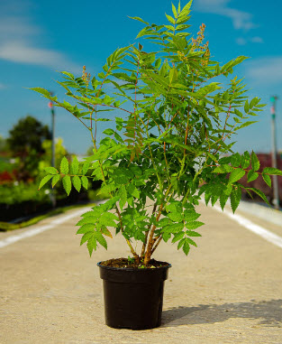 Рябинник рябинолистный 15-30 с2-с3  Nik 