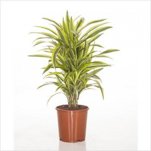 Драцена  Лемон Лайм вертакт d24 h90 