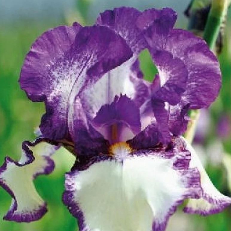 Ирис Бразери v2 Tim 