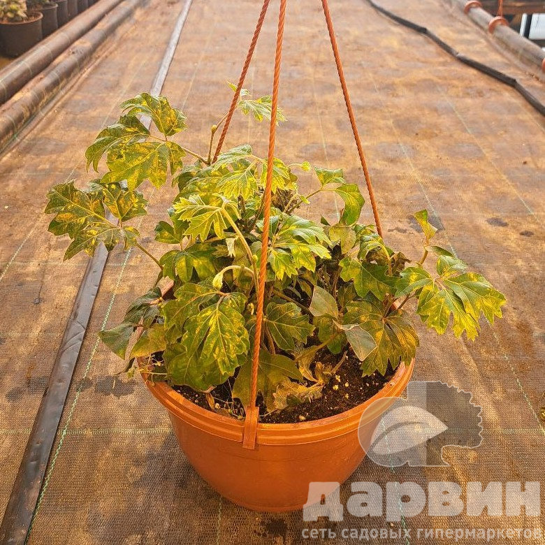 Циссус ромболистный Элен Даника в кашпо d23Tim 