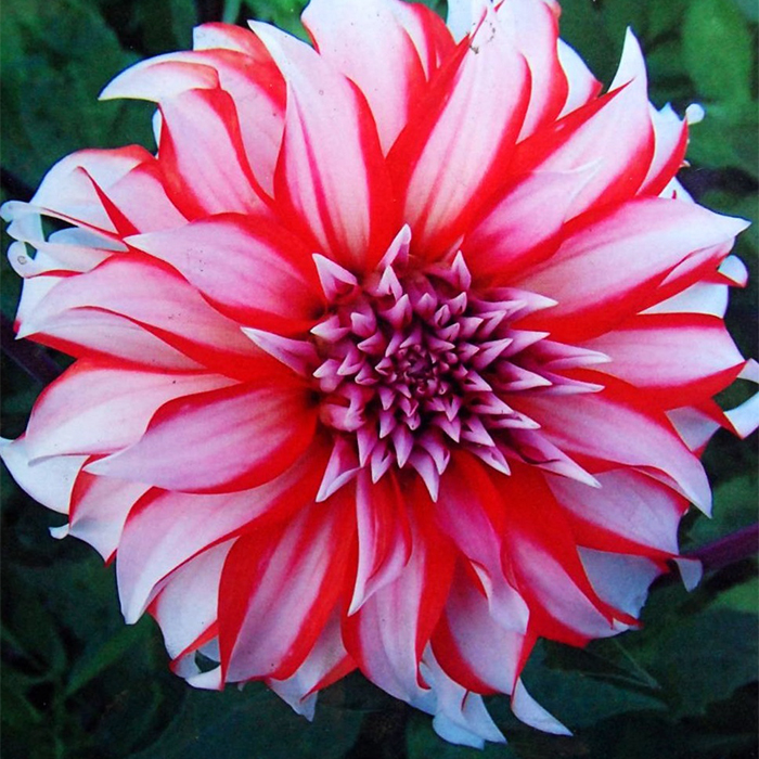 Клубень НВМ Георгина Декоративная Долли Н (II) 1шт 