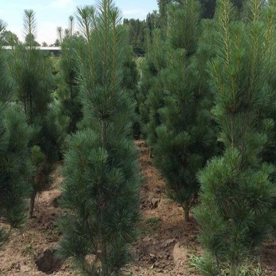 Сосна веймутова Стоу Пиллар 80-100 cm Mt 