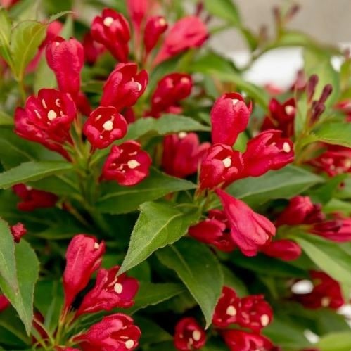 Вейгела Олл Саммер Ред C 7.5, 20-25см YP 