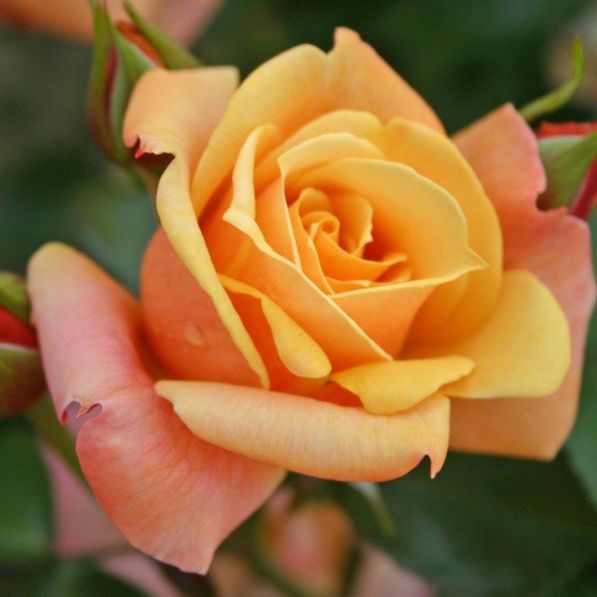 Роза флорибунда Лузатия 5л Dem 