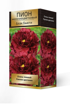 Кореневище Пион молочноцветковый Блэк Бьюти 1шт Поиск 