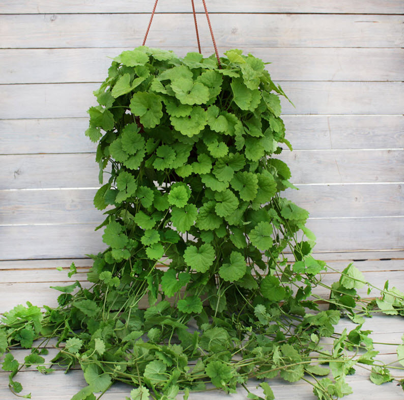 Будра плющелистная зеленая кашпо d23 ХР 