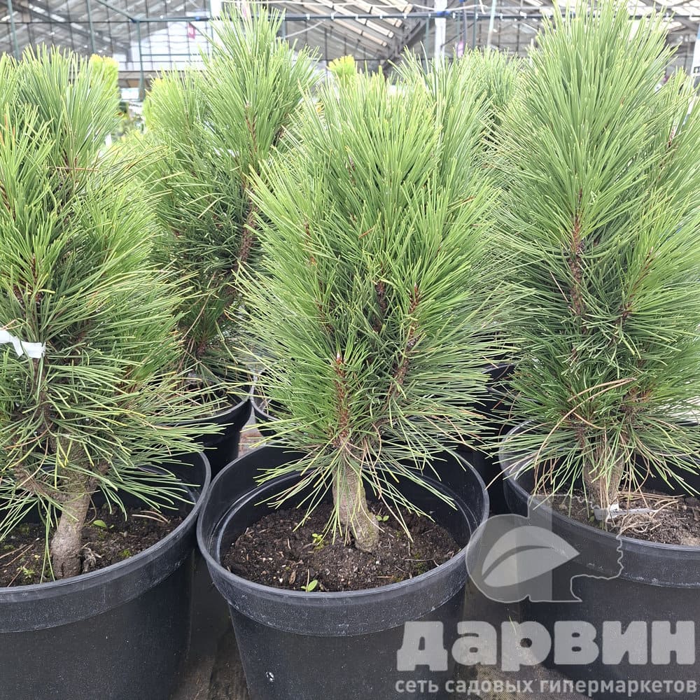 Сосна чёрная Обелиск 40-50 cm Mt 