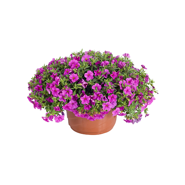 Петуния Калибрахоа ампельная в кашпо МО 