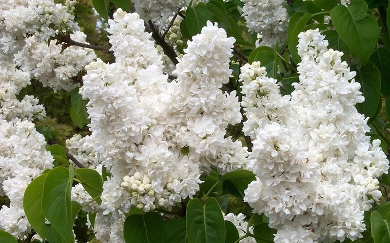 Сирень обыкновенная Память о Колесникове v3 30-50 sav 