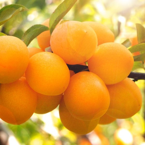 Алыча Подарок Санкт-Петербургу 80-100 Tim 