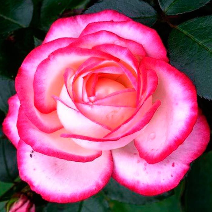 Роза плетистая Хендель в коробке ZP 