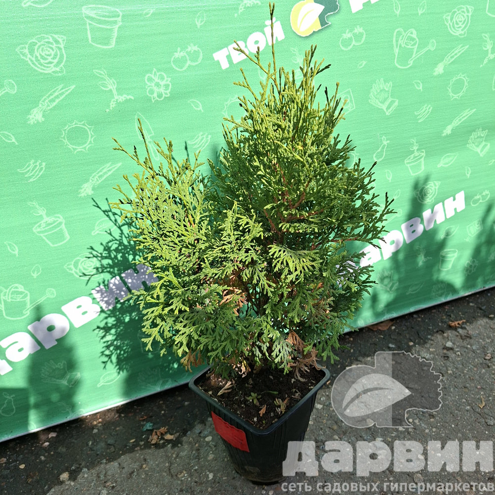 Туя западная Холмструп v2 Lav по цене  Туя западная Холмструп v2 Lav
