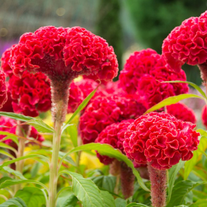 Целлозия гребенчатая кассета 6шт МО 