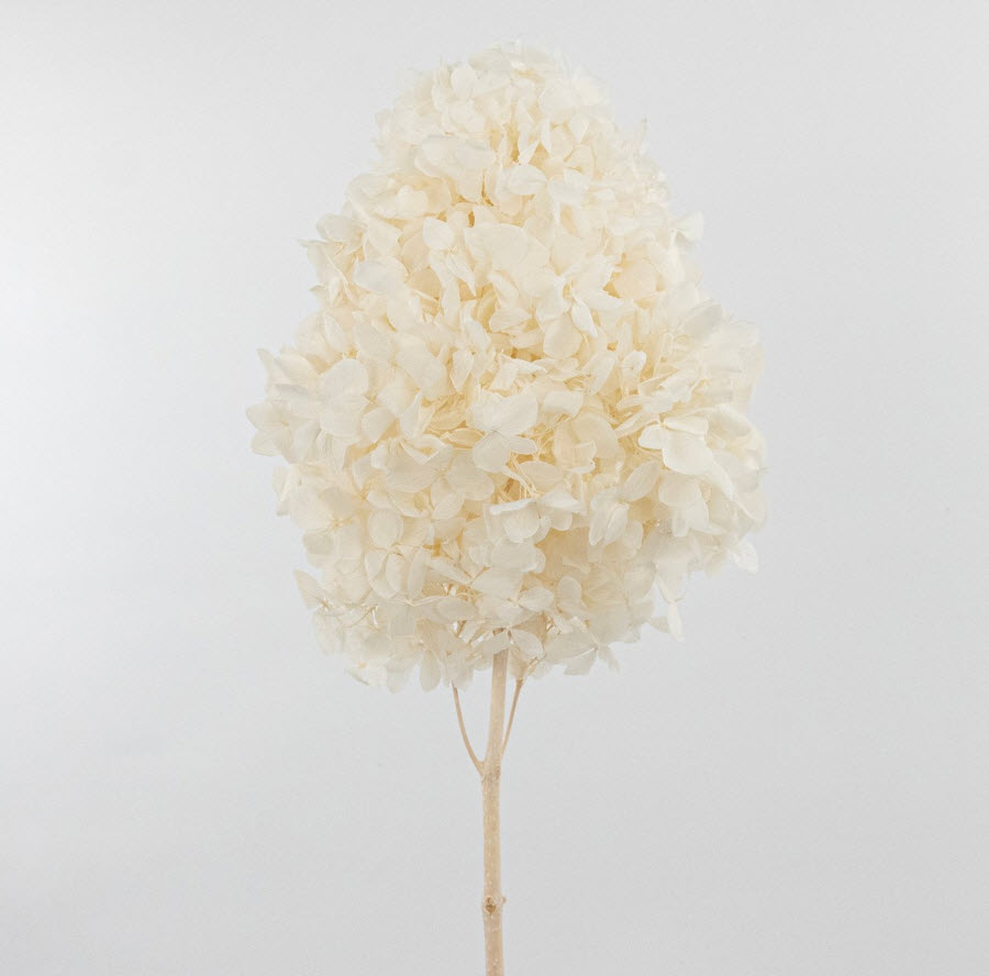Сухоцветы Гортензия метельчатая 50см, белый по цене 