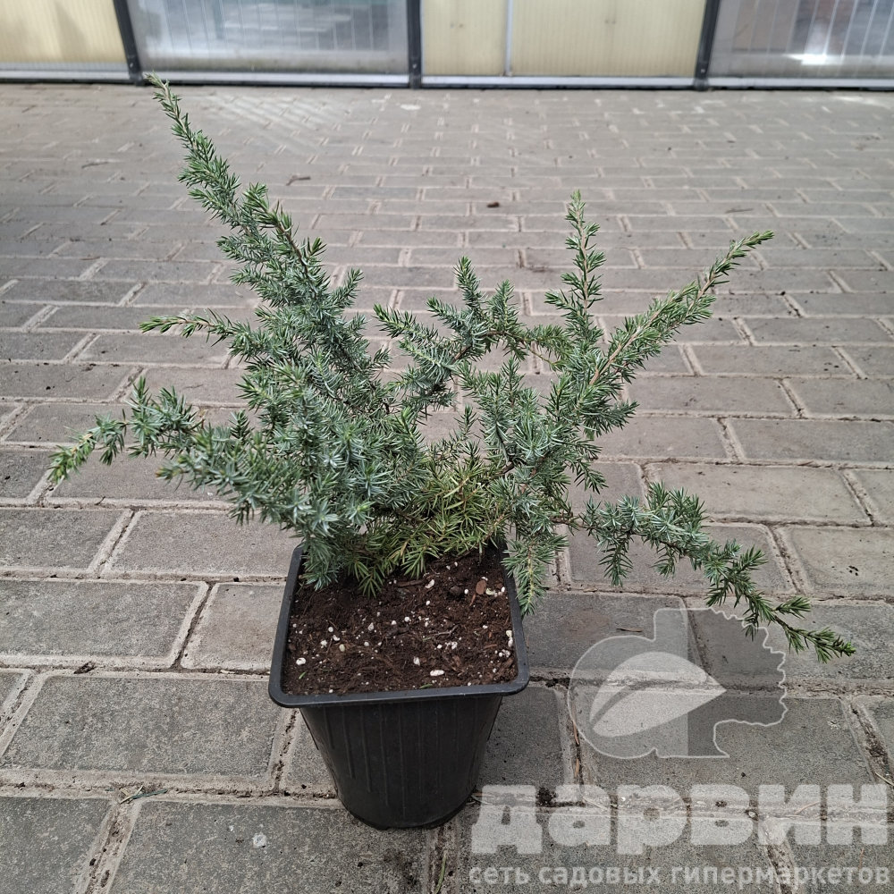 Можжевельник прибрежный Блю Пасифик v2 Lav 