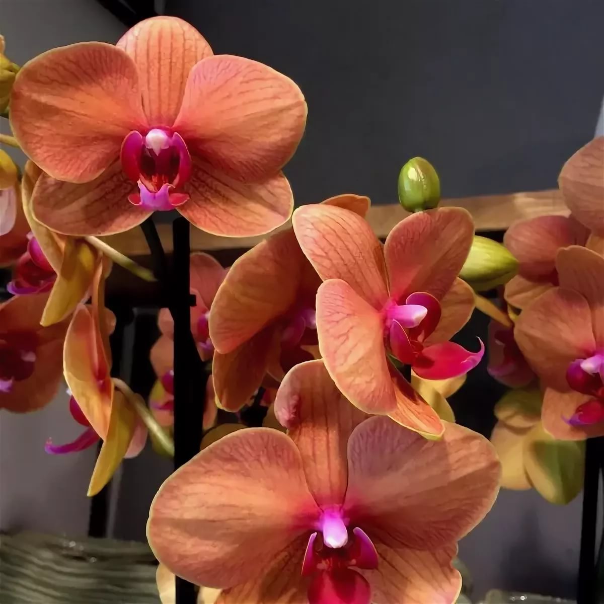Голден Бьюти Орхидея