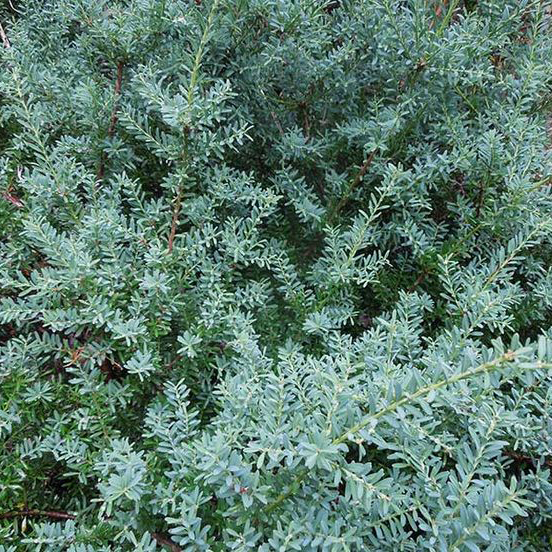 Подокарпус лоуренса Блю Гем v2 Lav 