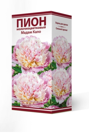 Кореневище Пион молочноцветковый Мадам Кало 1шт Поиск 