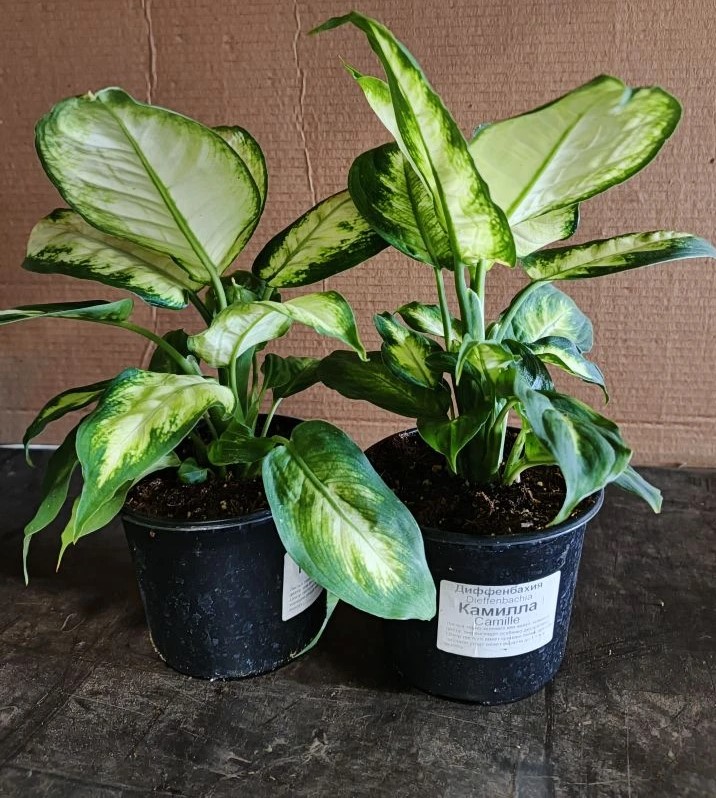 Диффенбахия Камилла d12 ХР 