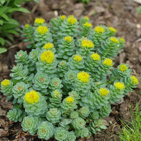 Родиола v3 Push 