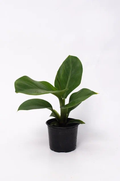 Филодендрон микс d10 ЯР 