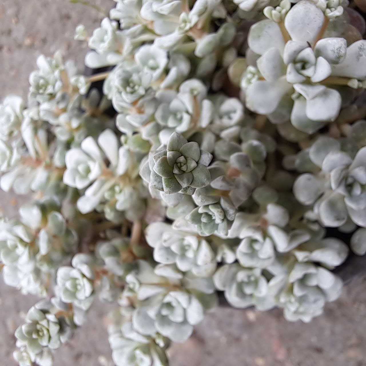 Очиток густолистный d10 Lav 